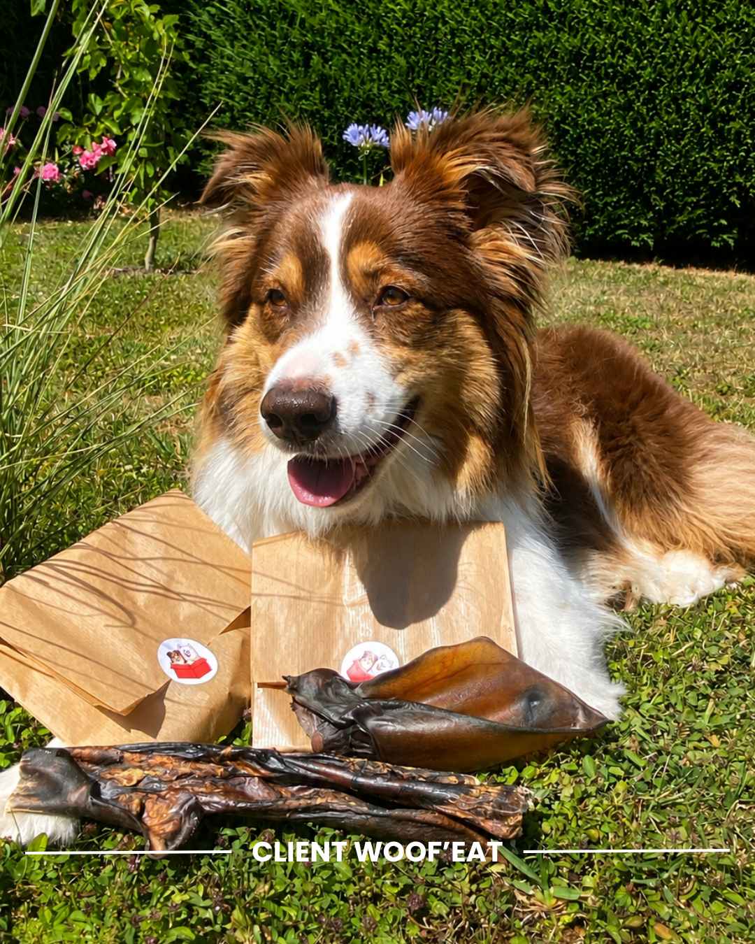 Box personnalisable Woof'eat