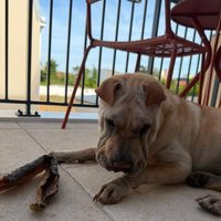 Box petits chiens Woof'eat
