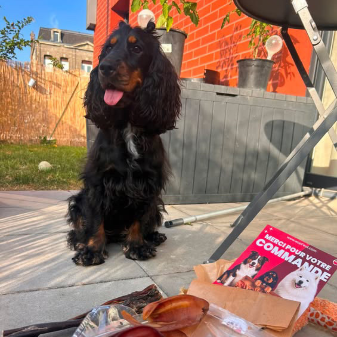 Box petits chiens Woof'eat