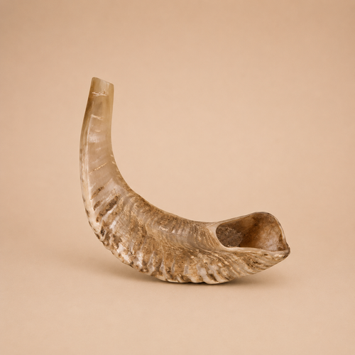 Corne de mouton - taille M