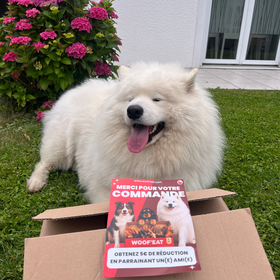 Box personnalisable Woof'eat