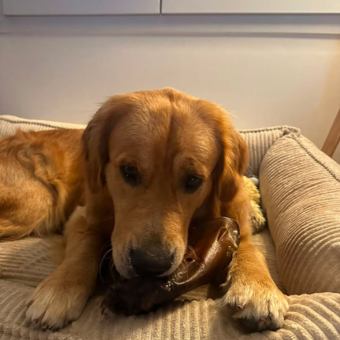 Box personnalisable Woof'eat