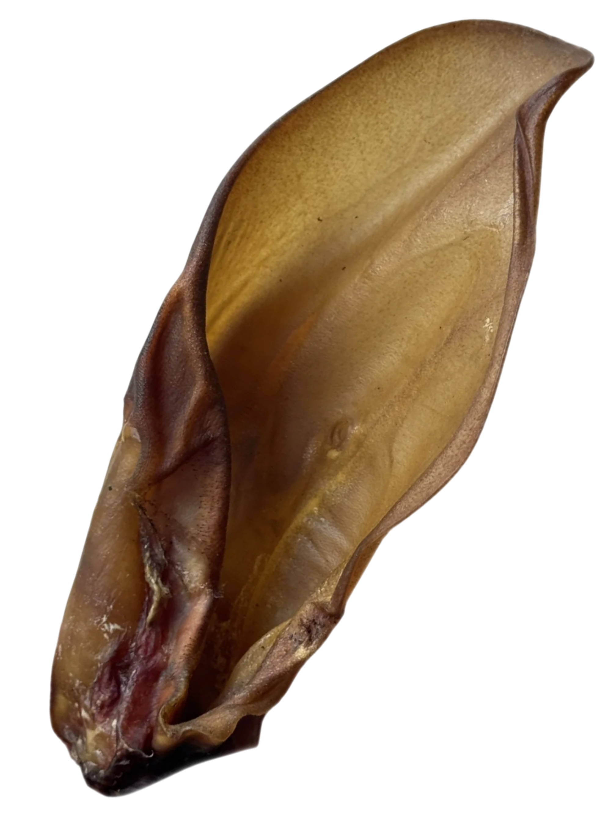 Oreille de bœuf Woof'Eat, friandise naturelle pour chien, visible en image avec texture croustillante et taille généreuse.